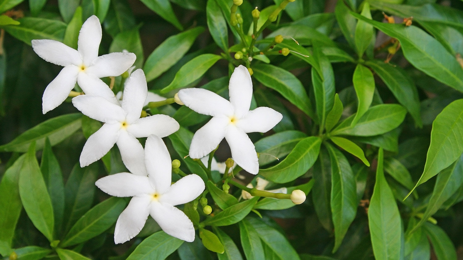 jasmine-banner.jpg
