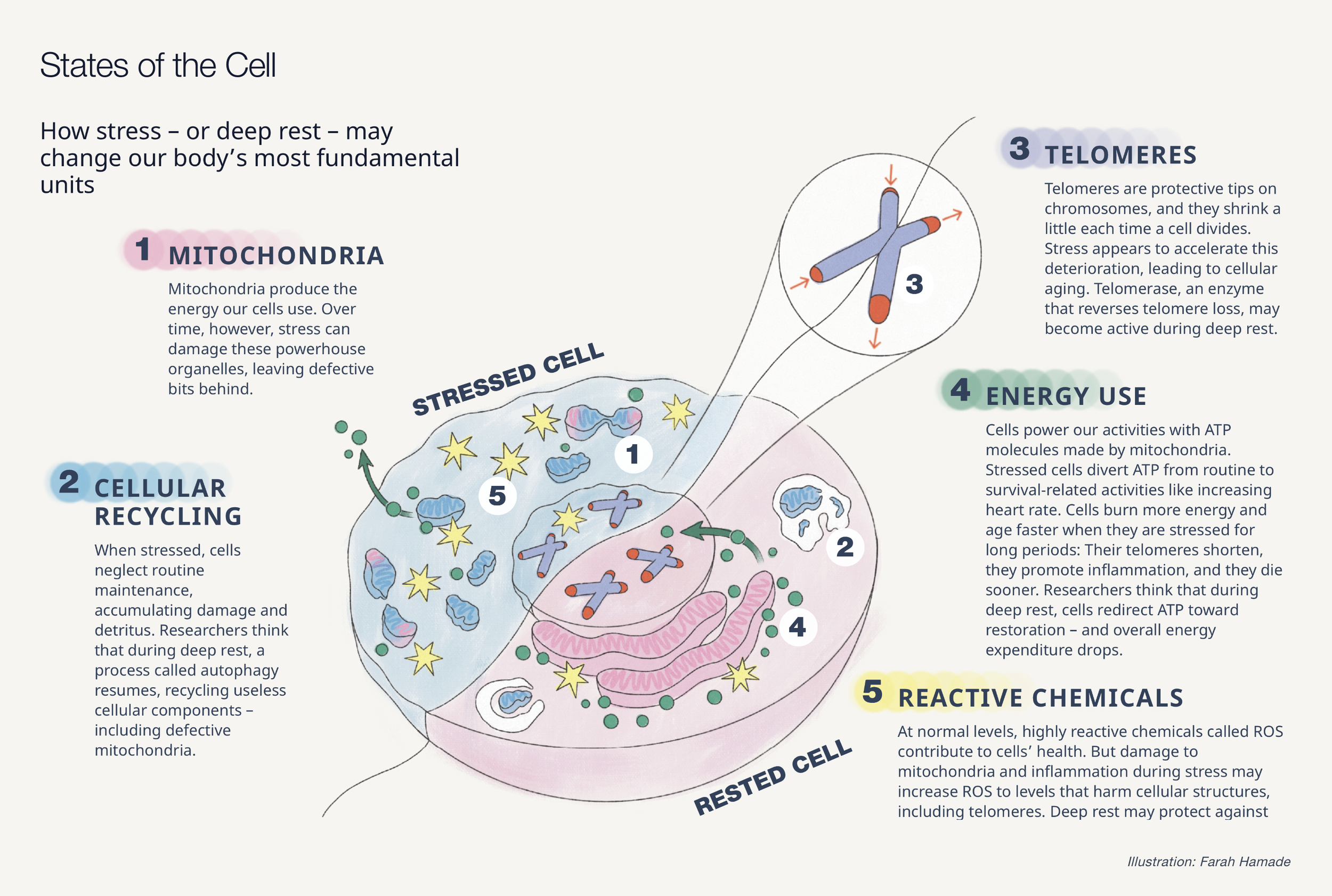 Infographic - Deep Rest / UCSF Magazine