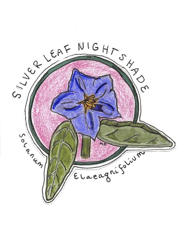 silverleaf nightshade.jpg
