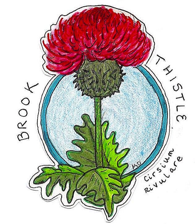 brook+thistle.jpg