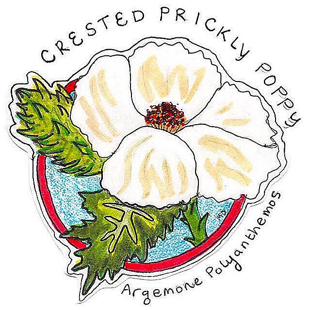 Crested+Prickly+Poppy.jpg