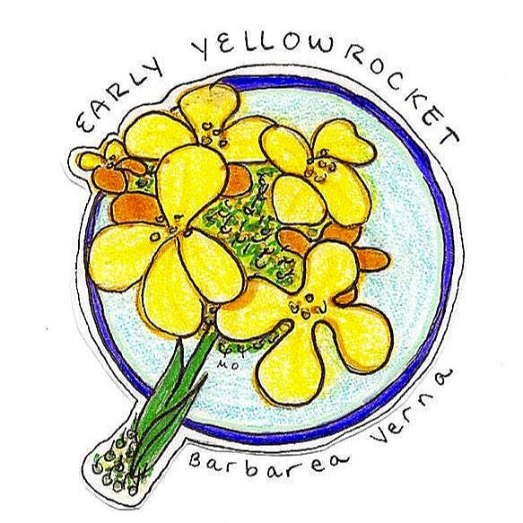 early+yellowrocket.jpg