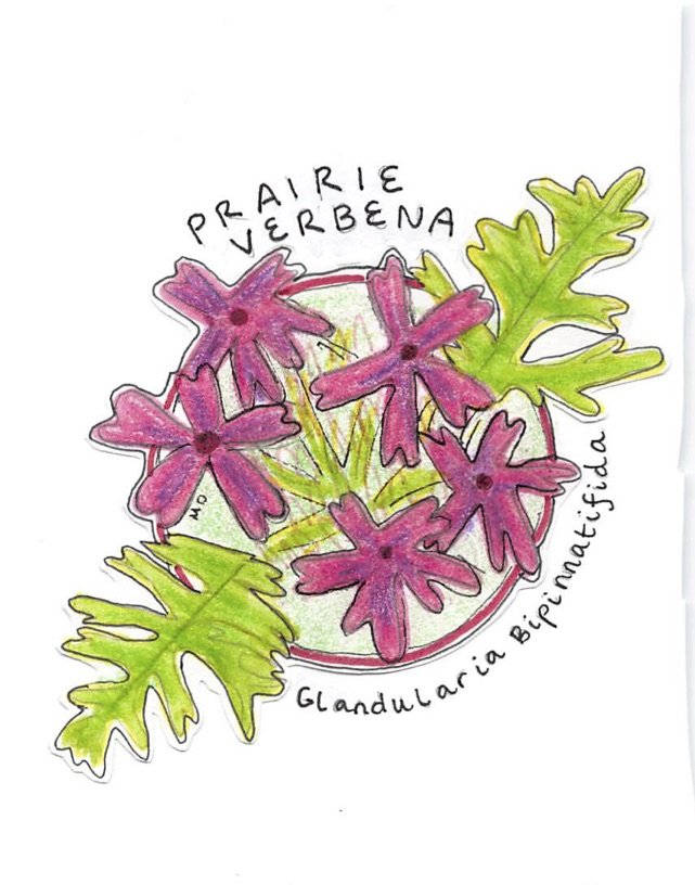 prairie verbena.jpg