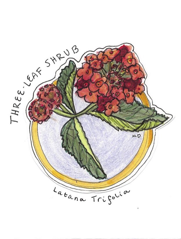 three leaf shrub.jpg