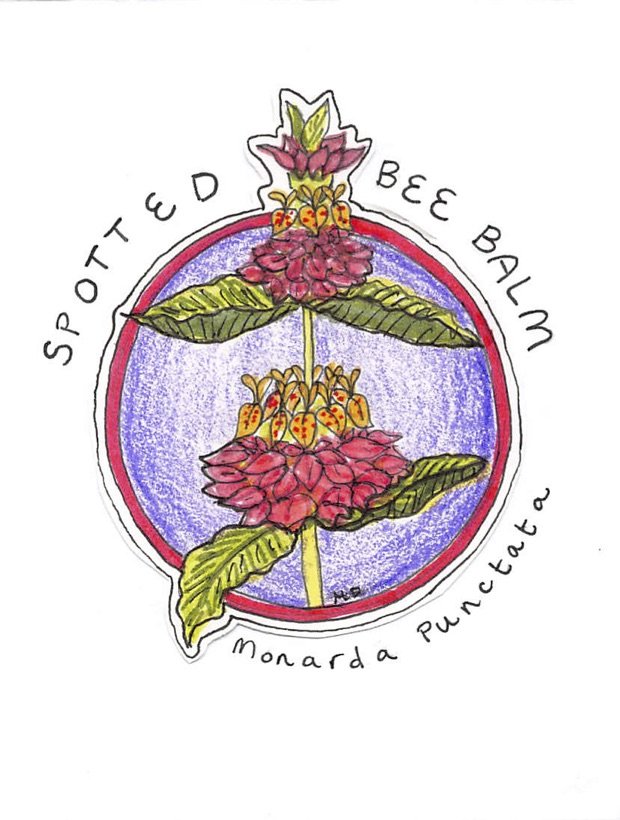 spotted bee balm.jpg