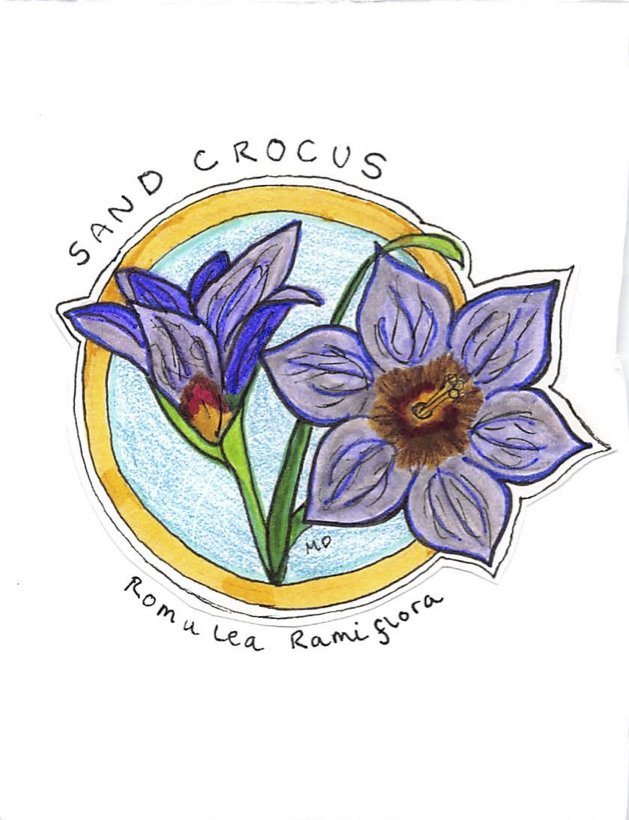 sand crocus.jpg
