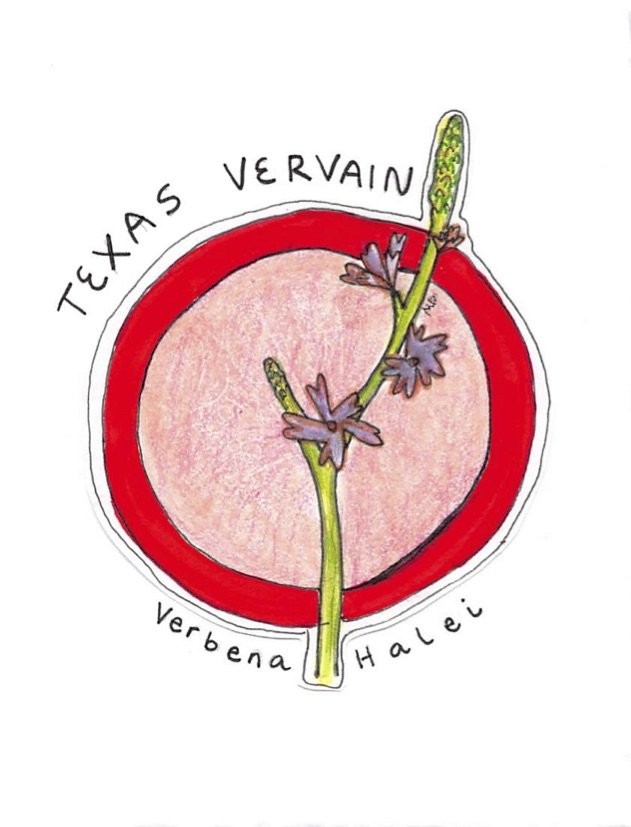 texas vervain.jpg