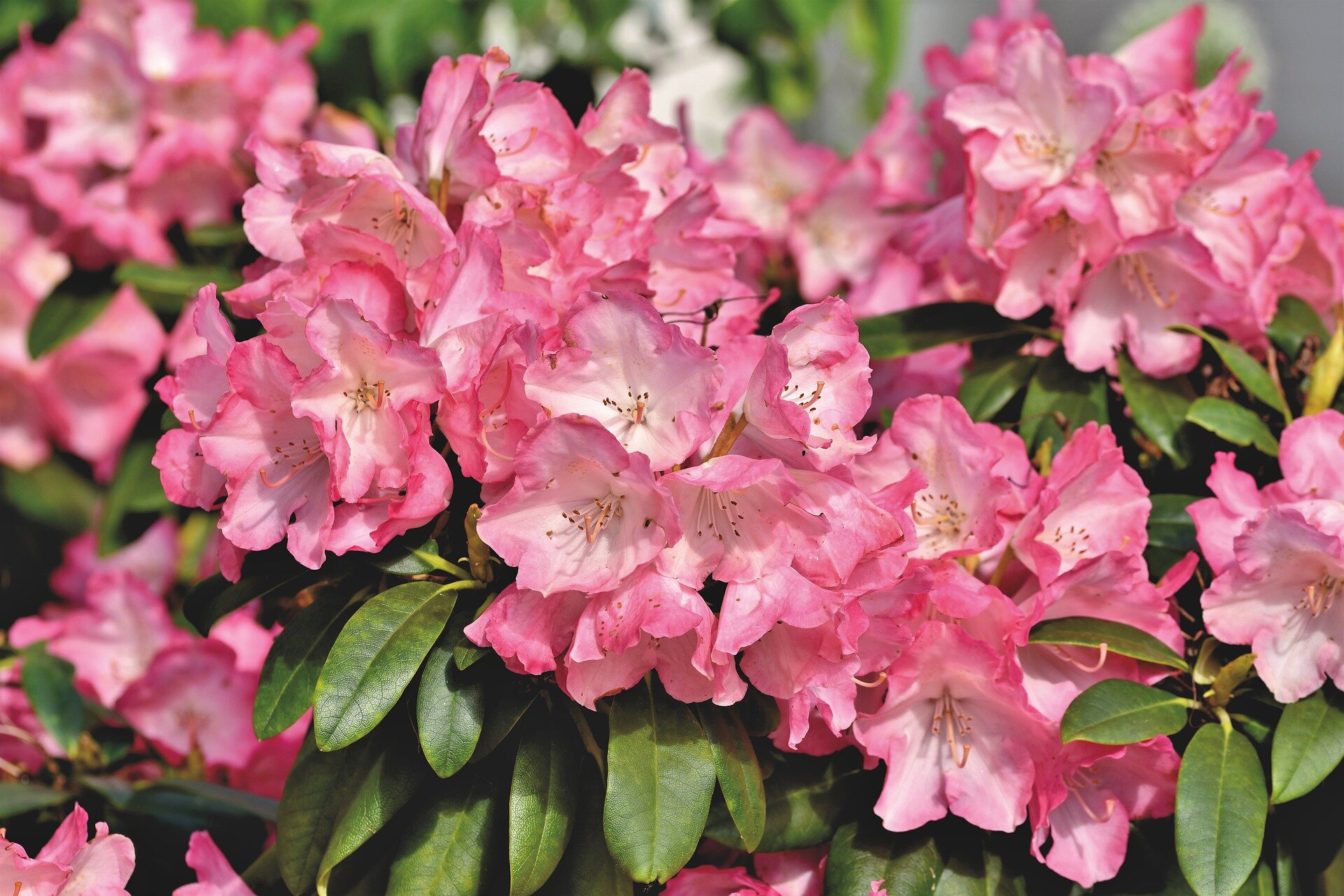 Are Rhododendrons Toxic? — My Dog Ate