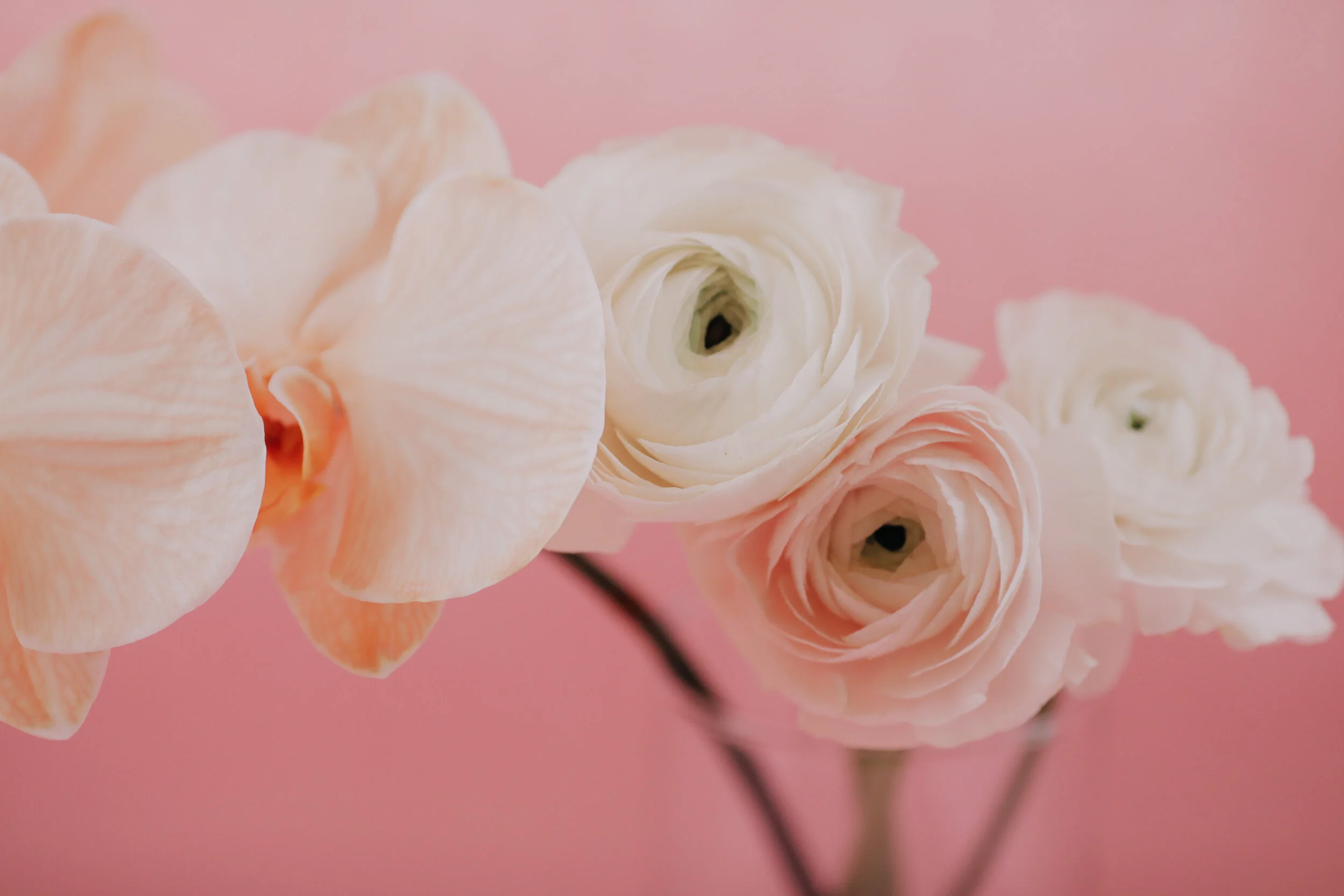 Close-up of soft pink, cream, and white ranunculus flowers against a pink background.