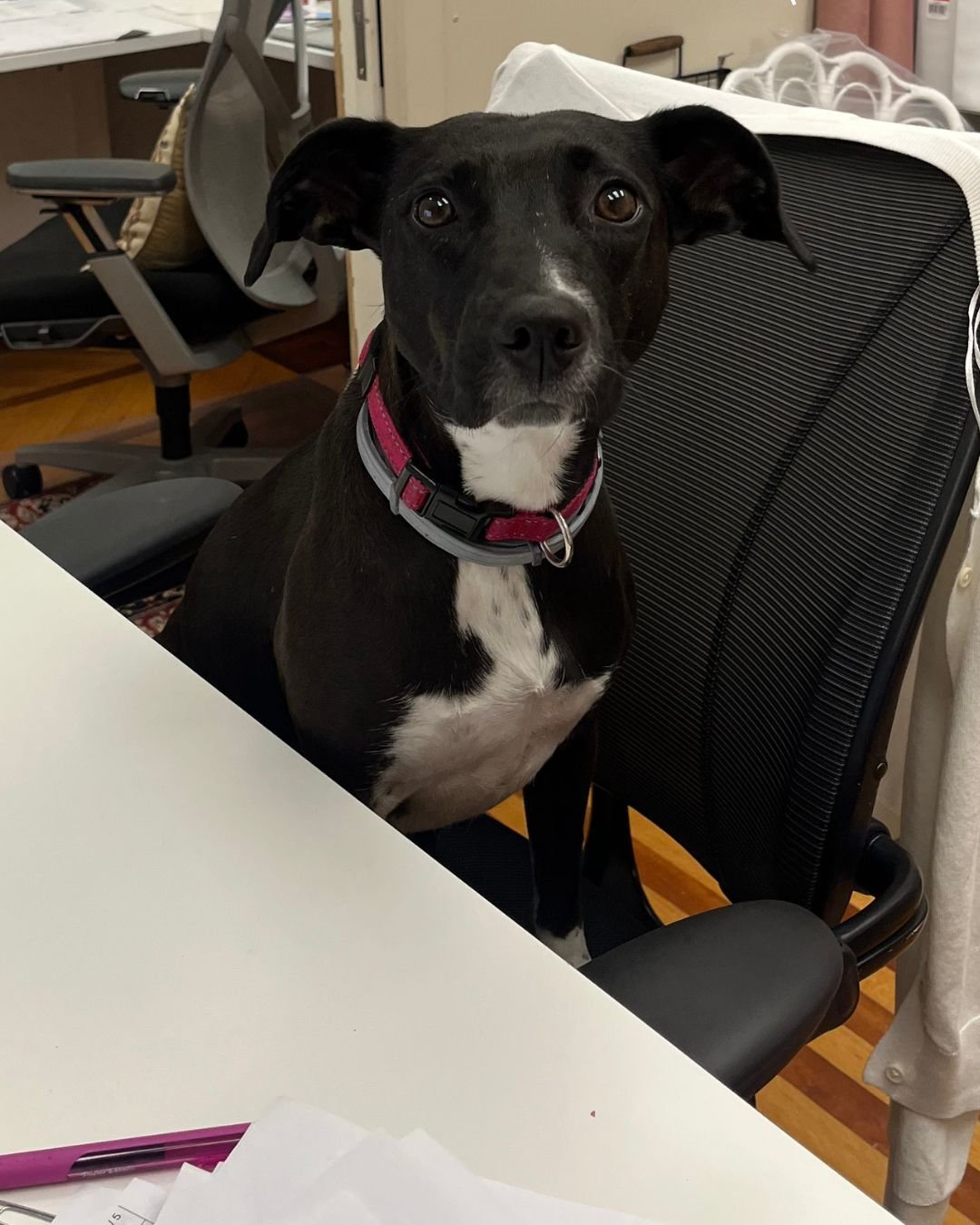 Hard at work and twice as cute. 💼🐾 Nicki&rsquo;s got swatches to sort, furniture to approve, and zero time for distractions (unless it squeaks). She&rsquo;s the real boss around here&mdash;just don&rsquo;t mess with her treat schedule. #TinyProject