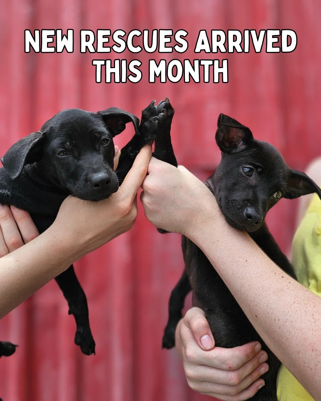 September brought so many moments worth celebrating at the shelter - from new rescues and vital vaccinations to forever families and pups beginning trial adoptions. And yet, one sweet girl, Gabbi, is still patiently waiting for her chance.

💛 Head t