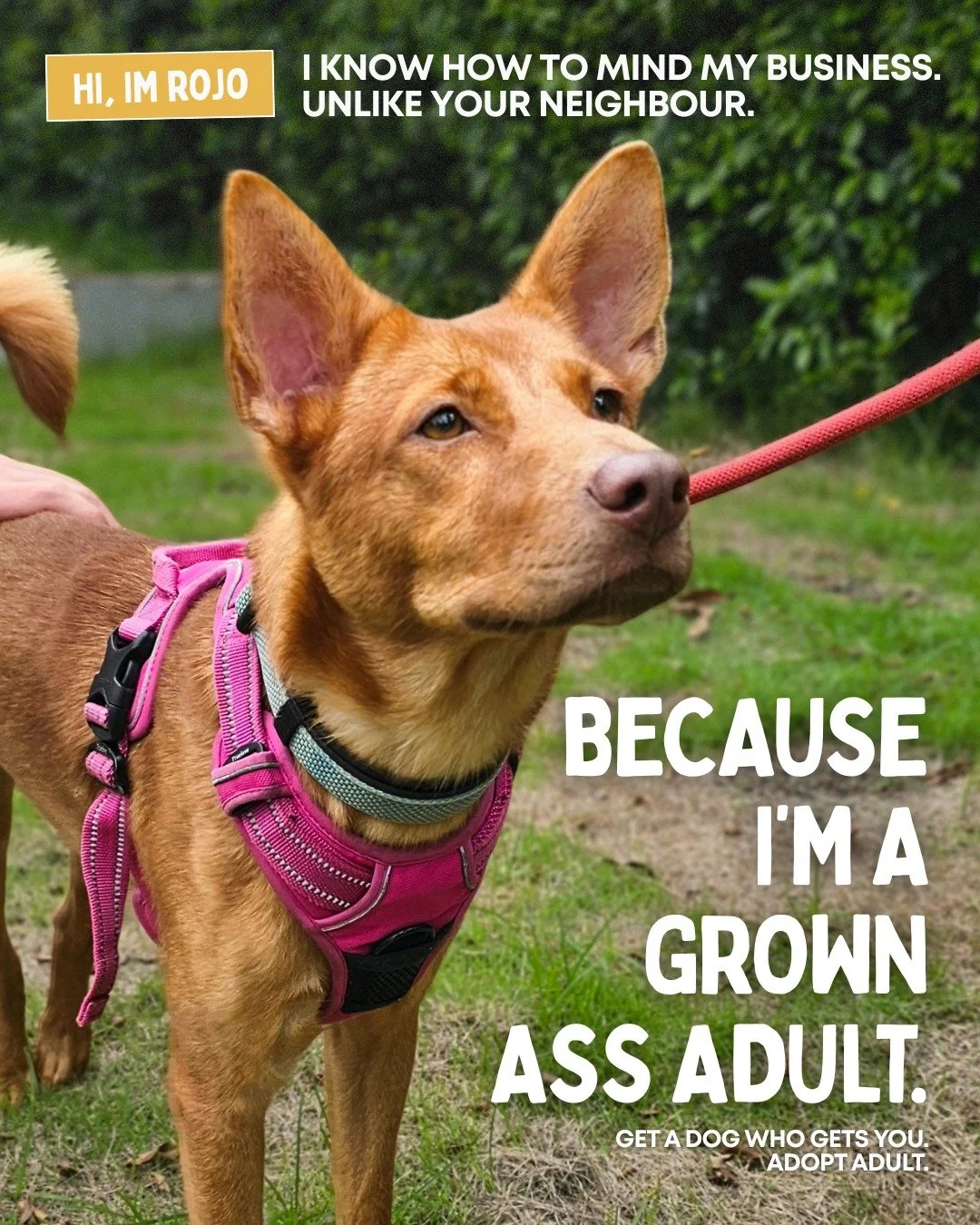 You wanted more. We delivered. Still grown. Still better.
Adopt a Grown Ass Adult.

Check out our adult dogs on our website 👉 (link in BIO)
#lawsforpawsvietnam #adultdog #rescuedogs #rescuedogsofvietnam #dogsforadoption #grownassadult #dogshelter #v