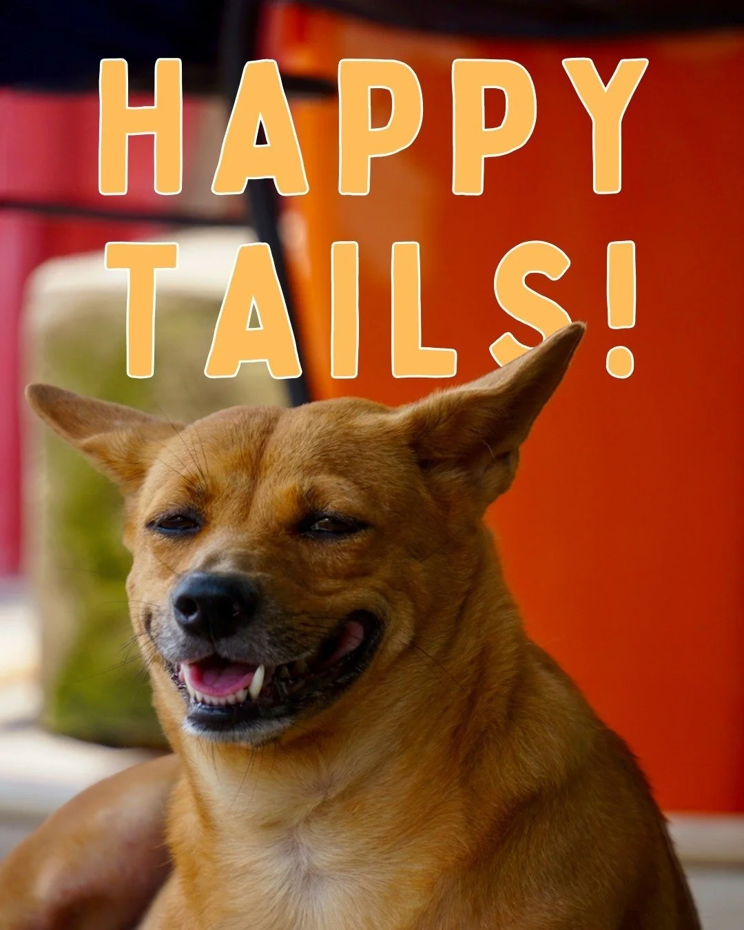 This week&rsquo;s edition of the Happy Tails blog dives into events and fundraising &mdash; looking back over September from Pack-Chats with Mark from @dogwalkersinthaodien, connecting with the @wbn.hcmcn a community-powered fundraiser at @ara.concep