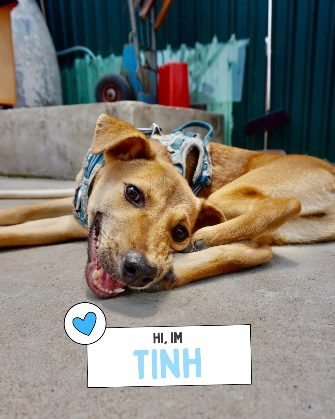 ✨ Meet Tinh ✨
Goofy, devoted, and full of love. Tinh is a true sweetheart who&rsquo;s always ready with a tail wag and a warm heart. He&rsquo;s playful by nature, eager to find a family to call his own - and will repay your kindness with endless affe