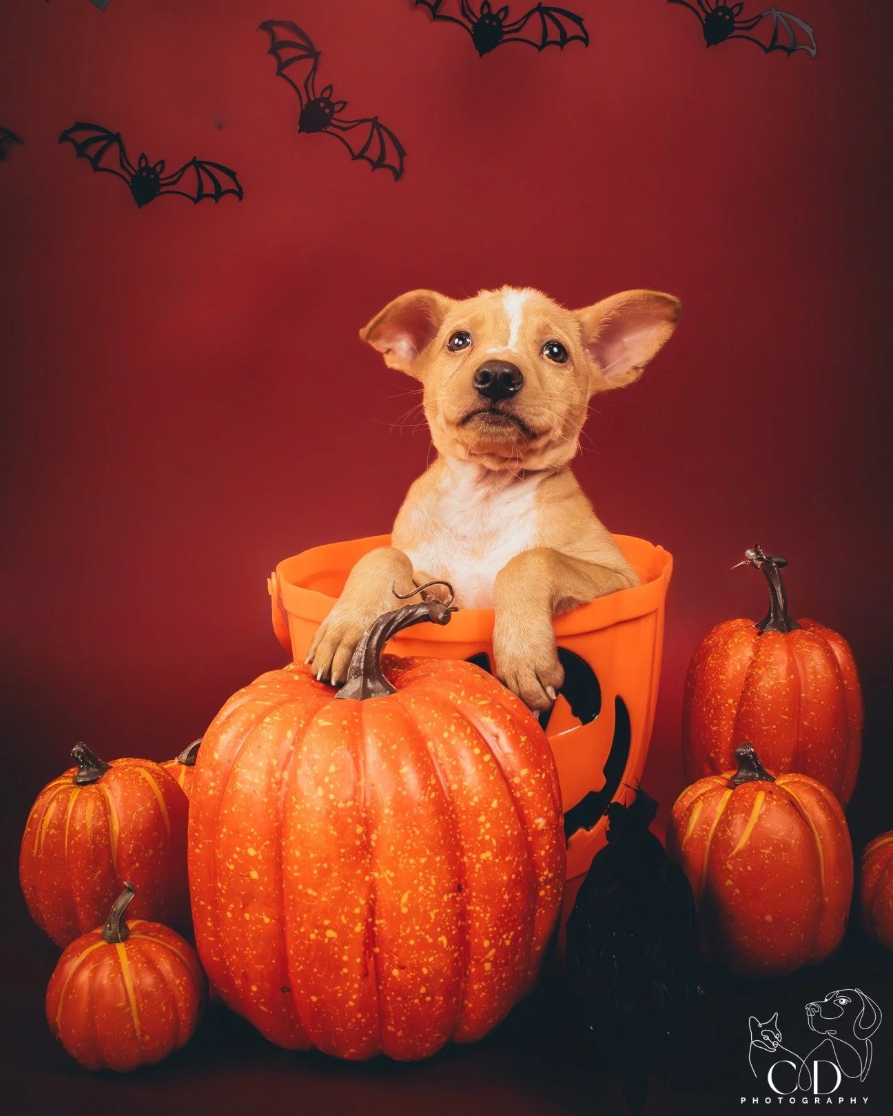 Trick or treat?
Scooby votes: treats. Always treats. 🎃🐶
Drop a photo of your Halloween pets in the comments &mdash; we want to see the costumes! 👇

📸 Thanks to @chiphotographysg for the photo magic!

#LawsForPawsVietnam #DogRescue #AdoptDontShop 