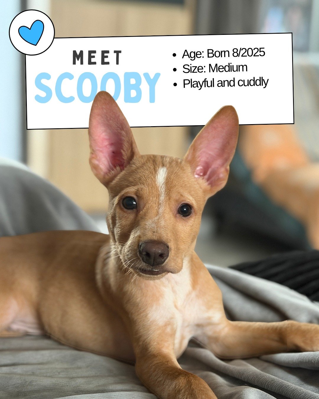 Puppy Adoption Day! 🐶
Saturday, November 22 &bull; 10AM&ndash;12PM &bull; At @brimcoffeevn 

Meet Our Puppies!

Scooby - Our confident and playful cuddle bug. He&rsquo;ll snuggle into your lap one minute and zoom off with a toy the next - the best o