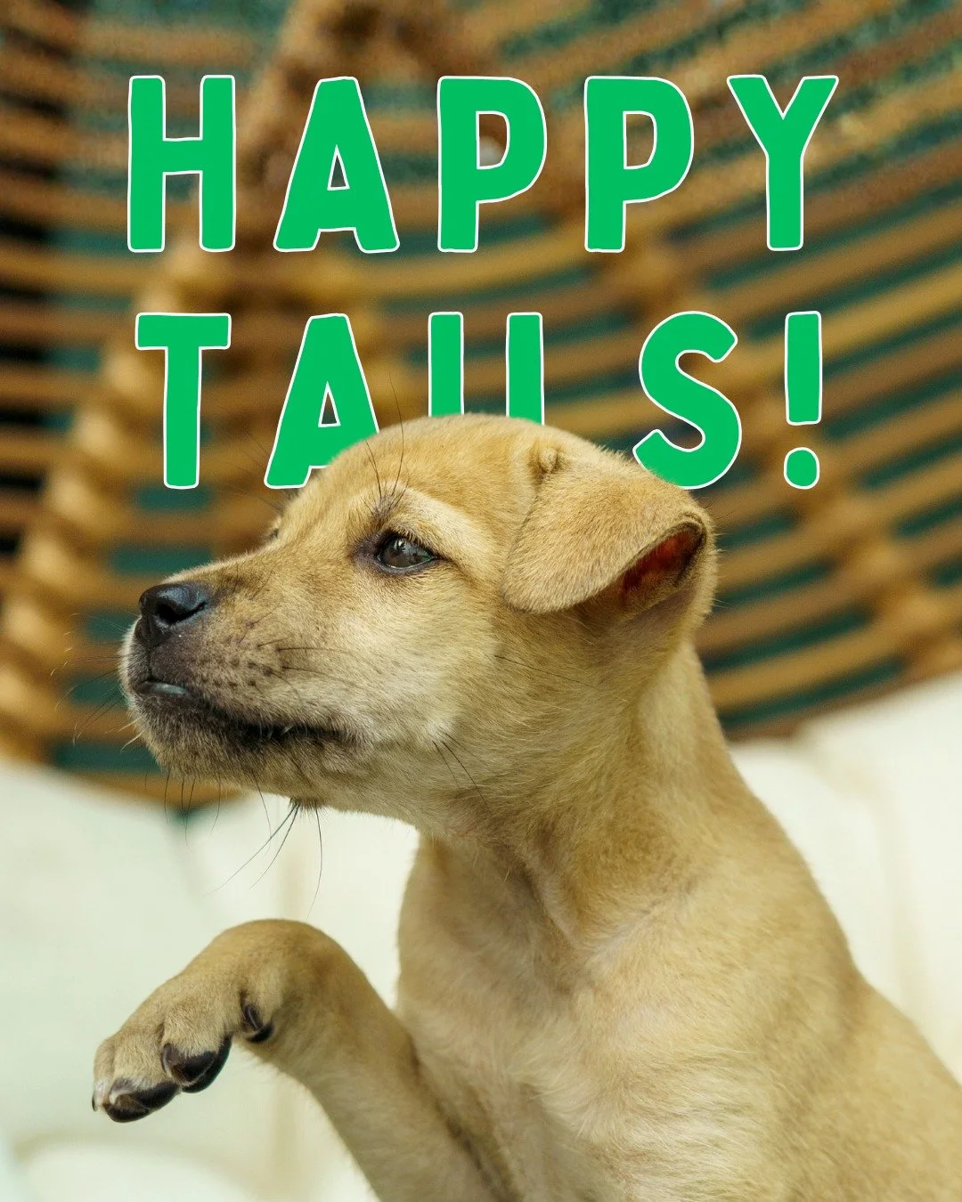 Want the scoop on what we&rsquo;ve been up to the past 3 weeks? 🐶💚
Rescues, puppies, milestones, surprises&hellip; it&rsquo;s all in our latest blog!

👉 Head to our Stories or the link in our bio to read the full update.
Or visit our website to fi