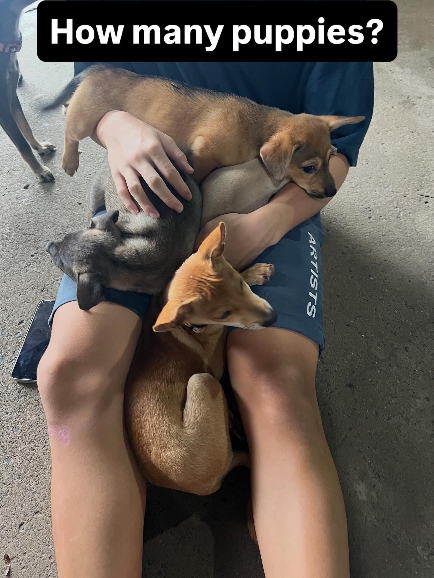 Don&rsquo;t forget our puppy adoption day this Saturday!