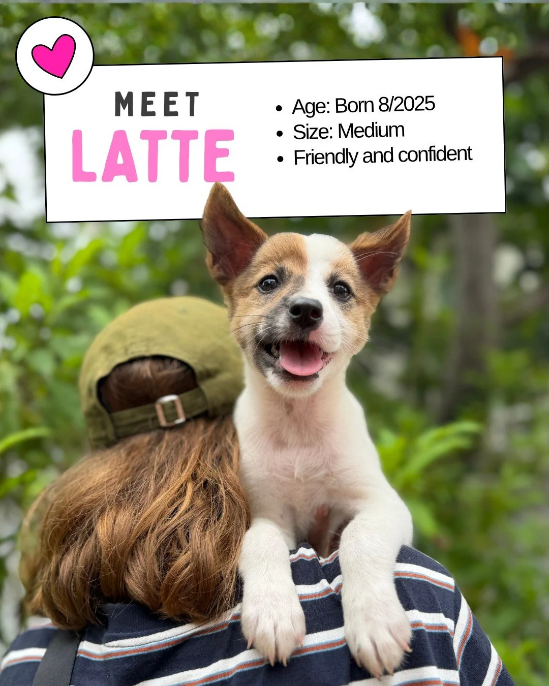 Puppy Adoption Day! 🐶
Saturday, November 22 &bull; 10AM&ndash;12PM &bull; At @brimcoffeevn 

Meet Our Puppies! 
Recently brought to the Saigon Pet Clinic, and ready to find their forever homes

Latte - Our social butterfly. Full of that big sister e