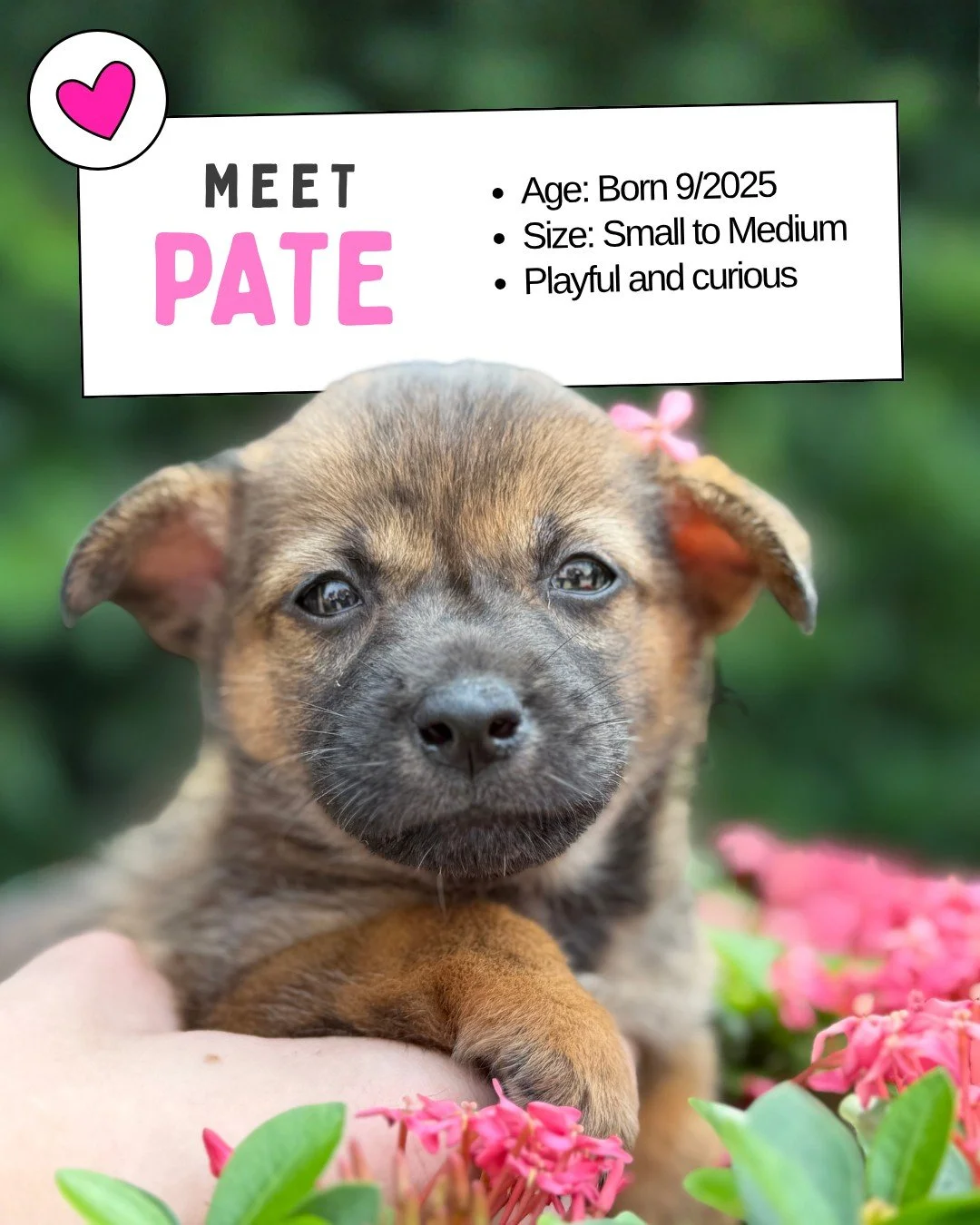 Puppy Adoption Day! 🐶
Saturday, November 22 &bull; 10AM&ndash;12PM &bull; At @brimcoffeevn 

Meet Our Puppies! 

Pate - Our spunky girl. She's lively and confident, and soaking up the world with curiosity and joy. 

Boo - Our confident girl. She's o