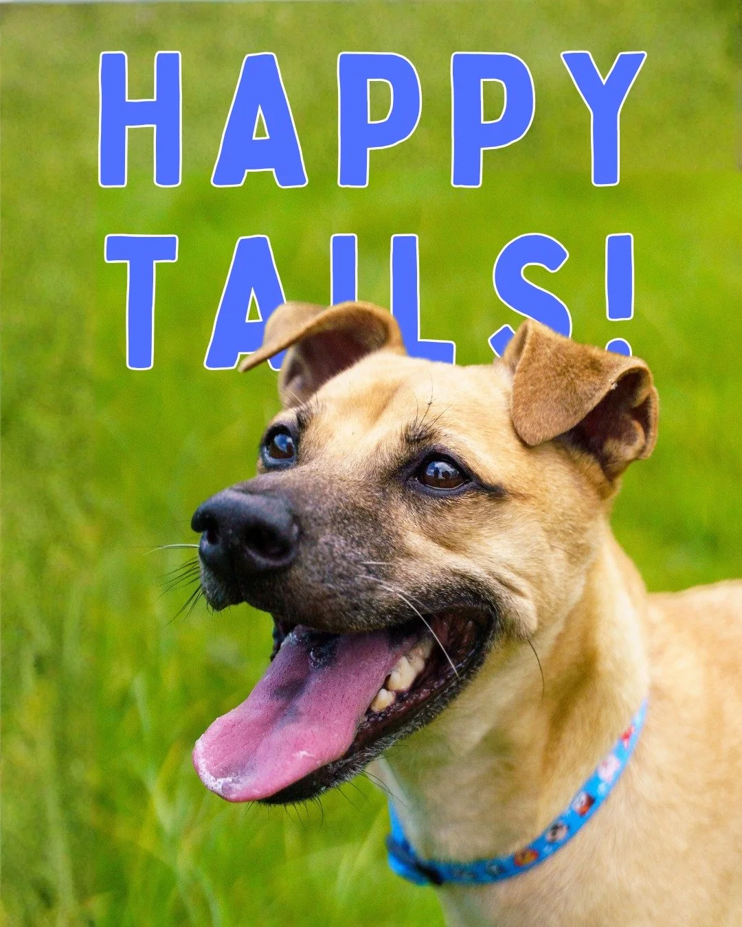 This week&rsquo;s edition of the Happy Tails blog dives into education, community, and impact - spotlighting recent student volunteer visits, our supportive volunteer community, and why our advocacy doesn't just stop at dogs.

Read the latest edition