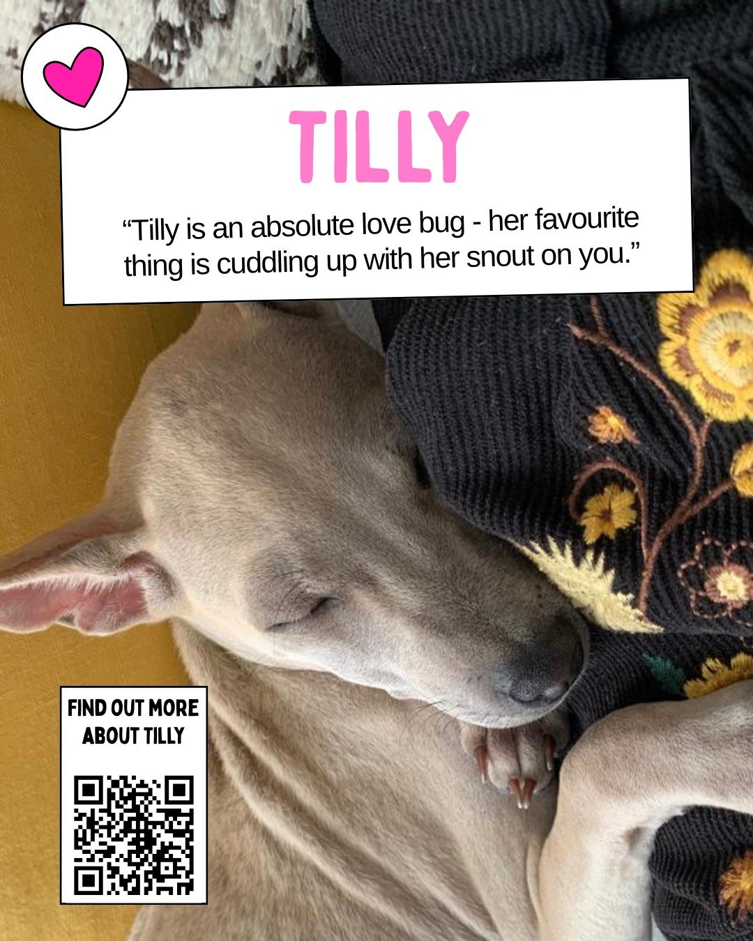 This holiday season, our puppies stayed in foster homes, learning routines, building confidence, and getting ready for forever. 🐶✨

Thanks to their foster families, our pups are more ready than ever to find homes of their own.
📱 Scan the QR code to