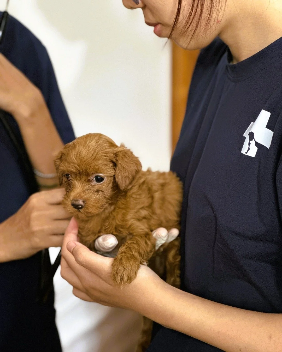 Phase 2 of our Con Dao mission wrapped up late last year - and this visit marked a major milestone for animal welfare on the island. 🐾

Thanks to the continued support of our incredible partners, we delivered vital veterinary care to 40 animals - 25
