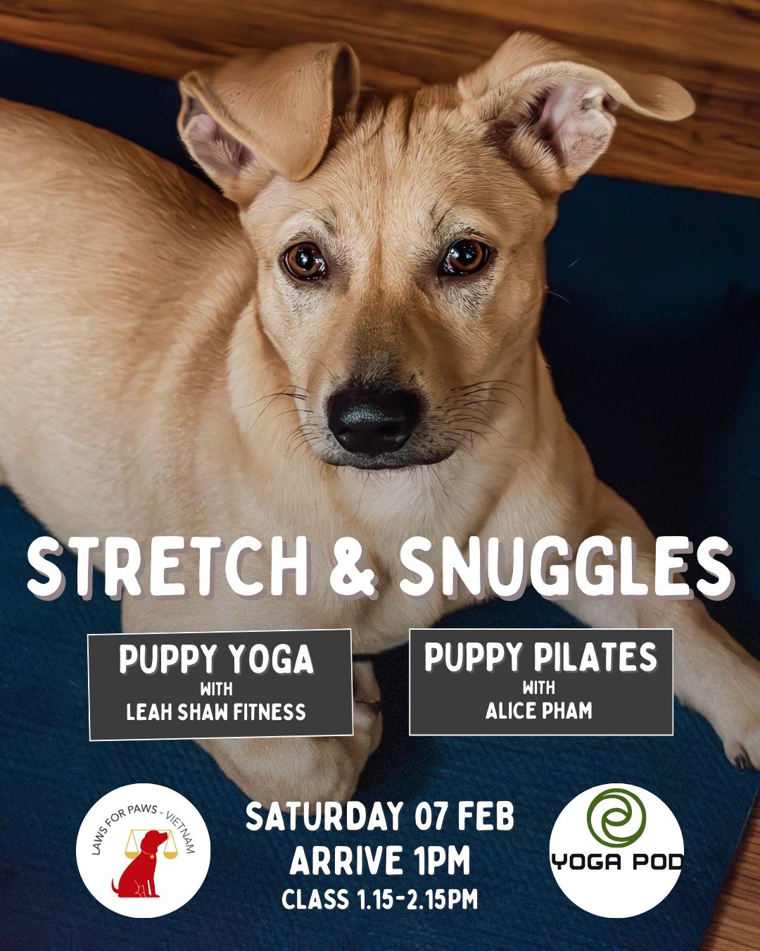 Puppy Chaos Incoming! 💛

Looking for a fun way to get active? 
Join us for a fun afternoon of 'Stretch and Snuggles' with our adorable pups!

Choose from:
- Full body stretch Puppy Yoga with @leahshawfitness designed for full body recovery, relaxati