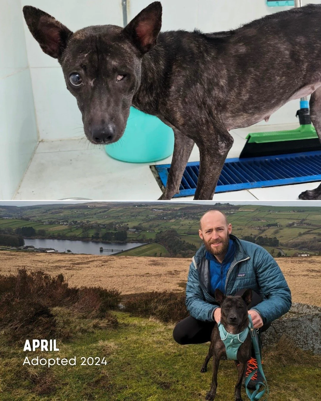 What a difference a forever home can make. 🐾

This 'Change a Pet&rsquo;s Life Day', we&rsquo;re celebrating the transformations that happen when every pet gets the chance they deserve - and the incredible adopters who make those second chances possi
