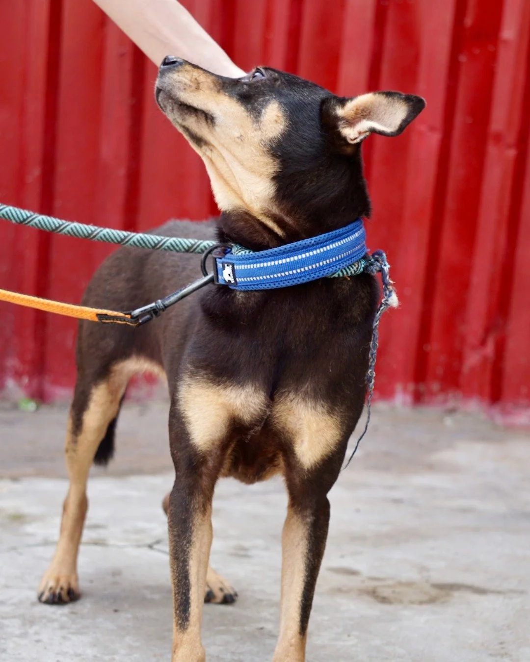 Meet Rose, our newest rescue and the first dog we have been able to help through restaurant closures connected to our work alongside Humane World.

Despite her past, Rose is gentle, calm, and incredibly loving. Trust takes a moment for her, but once 