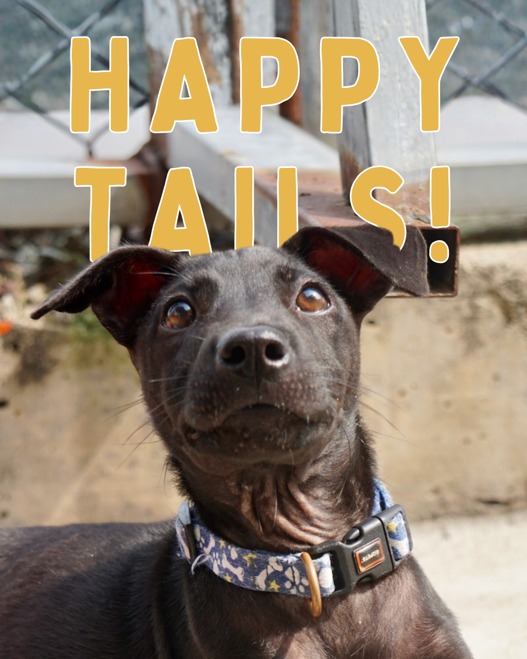 January Happy Tails