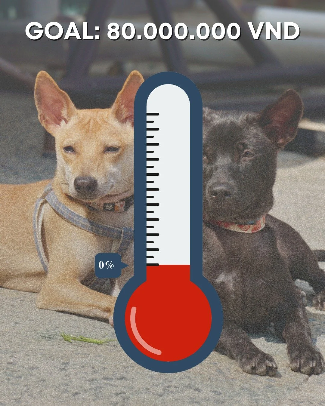 Tet is a time to clear debts and begin the new year fresh.

After taking in 15 puppies at the end of 2025, alongside continued care of 25 adult dogs,  our vet costs rose unexpectedly. Each puppy required full medical care, multiple vaccinations, and 