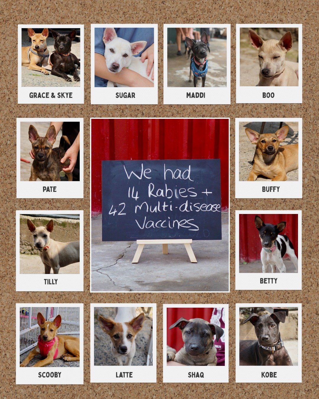 A quick Tet Vet Bill update 🤍
Your donations have already covered full medical care for 14 puppies, from vaccinations to sterilisations, and now we need to cover these expenses. Last week, we also took in another puppy unexpectedly, reminding us how