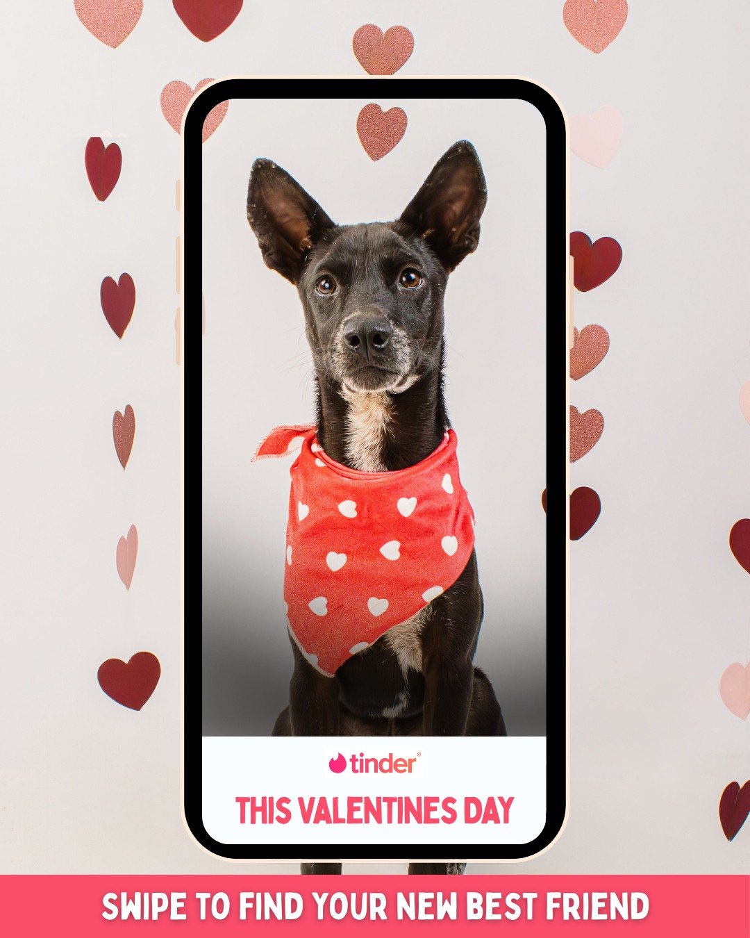Your perfect Valentine has four paws. 🐾💕
Share a photo of you and your four-pawed Valentine in the comments!

#PuppyLove #AdoptDontShop #ShelterDogs #RescueDog #ForeverHome #ValentinesDay #AdoptLove