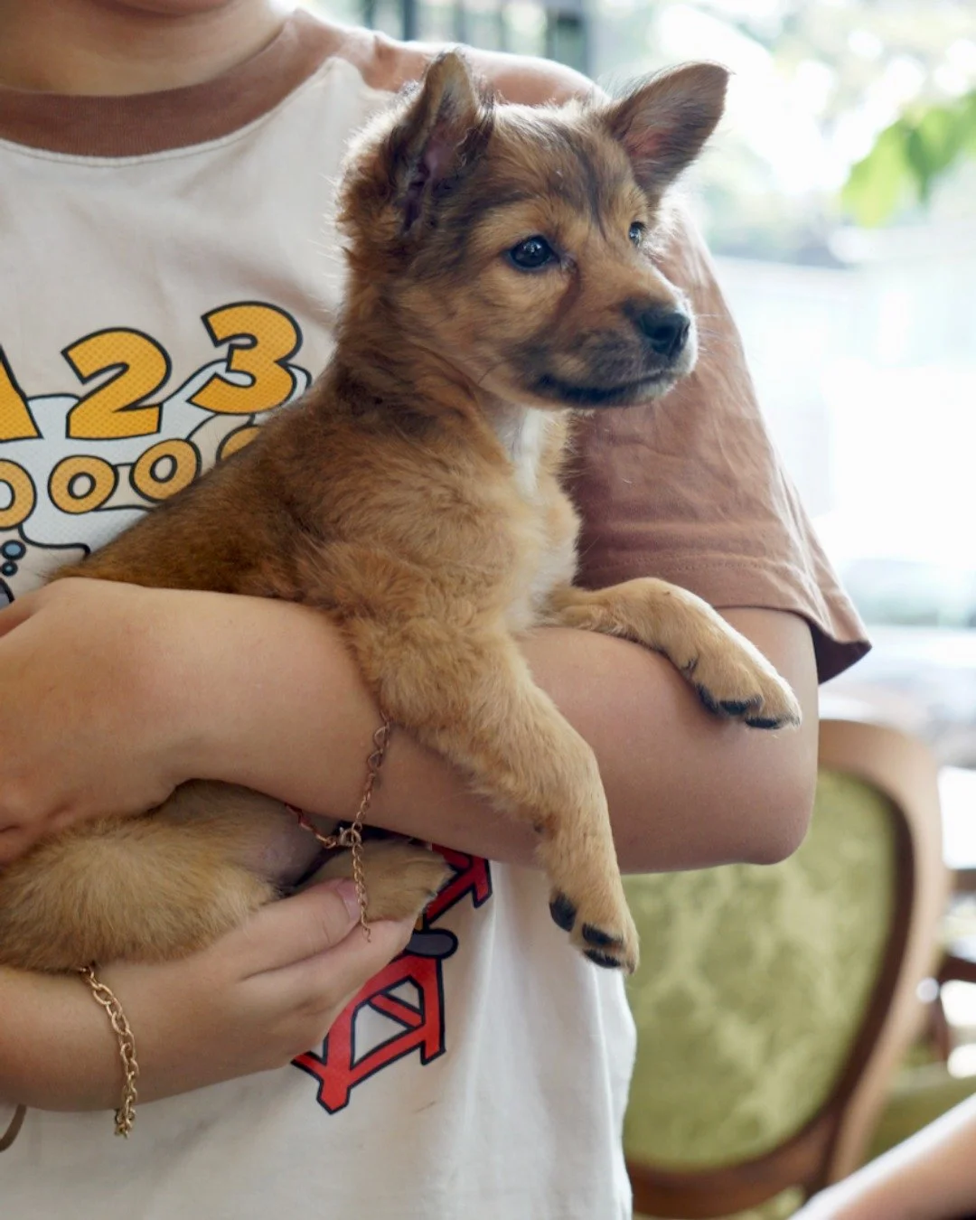 Meet our newest arrival Li Xi

[Adoption Post Here]

#lawsforpawsvietnam #AdoptDontShop #RescueDogVietnam #ForeverHomeWanted #AdoptionStory #SecondChanceDogs #GentleSouls #rescuedogsofinstagram🐾