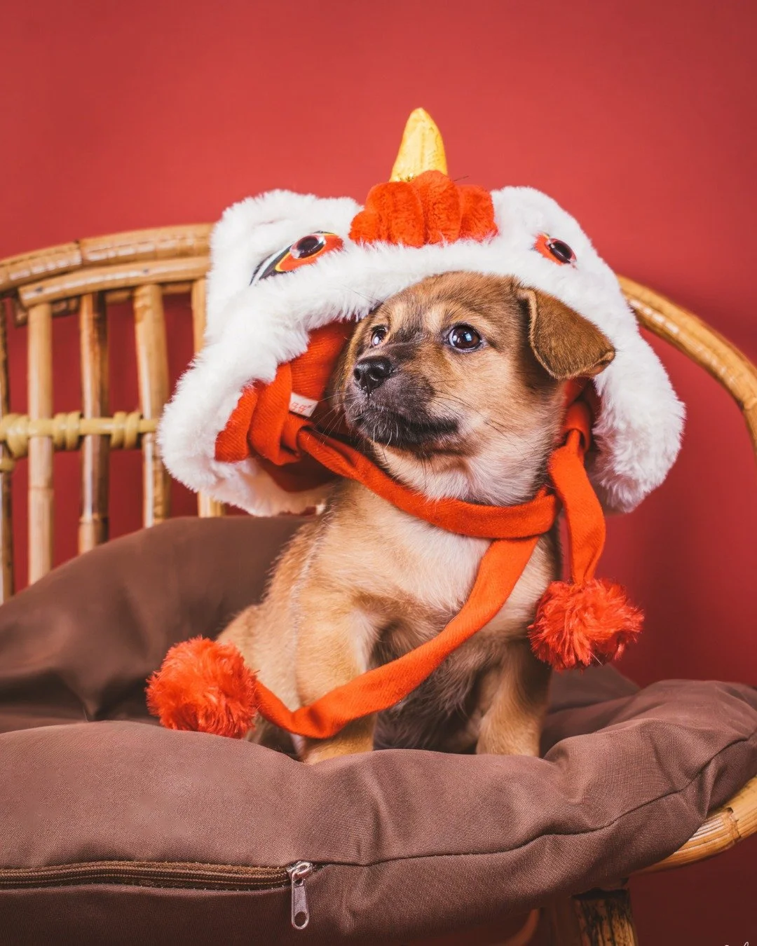 Ch&uacute;c Mừng Năm Mới!
Buffy wishes our amazing community a joyful Tết! 🧧🐾

#ChucMungNamMoi #Tet2026 #LunarNewYear #HappyTet #YearOfTheHorse #ShelterDog #RescueDog #AdoptDontShop #RescueLove #AdoptBuffy #Pawsperity #LuckyPup #GratefulForOurCommu