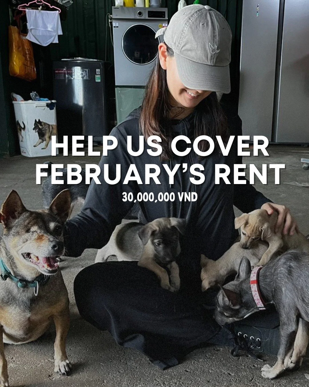 February has been a heavy month for us 🤍

After working hard to pay our 2025 vet bills and navigating Tet, our shelter rent of 30,000,000 VND is due - and we are short.

But here&rsquo;s what that means in simple terms:

If 1,000 people gave the cos