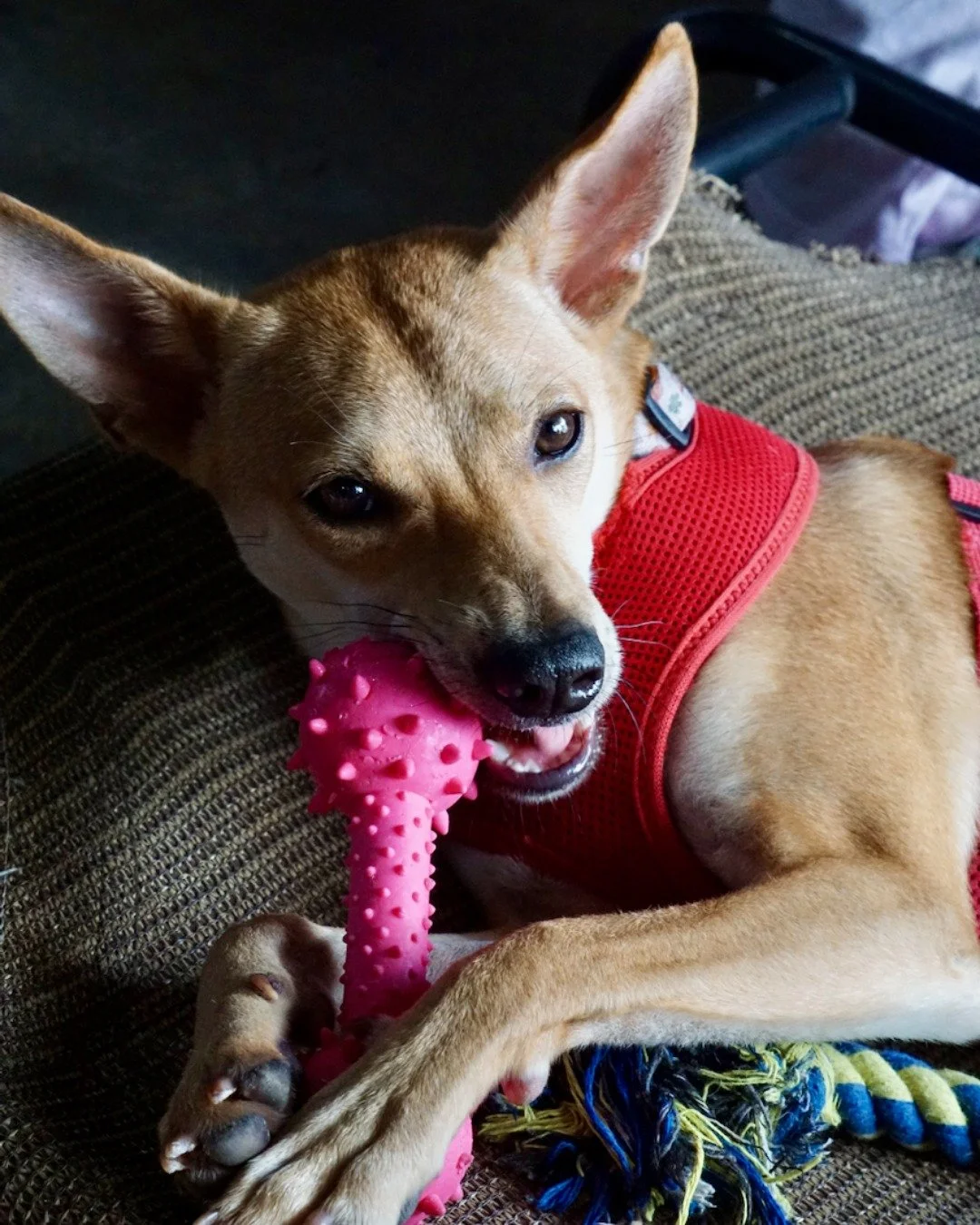 Warning: excessive cuteness ahead. 🐾

Today&rsquo;s agenda at the shelter:

✔ Steal toys
✔ Chase siblings
✔ Pretend we didn&rsquo;t just knock that over
✔ Repeat

If you&rsquo;ve been thinking about adding a puppy to your family, this might be your 