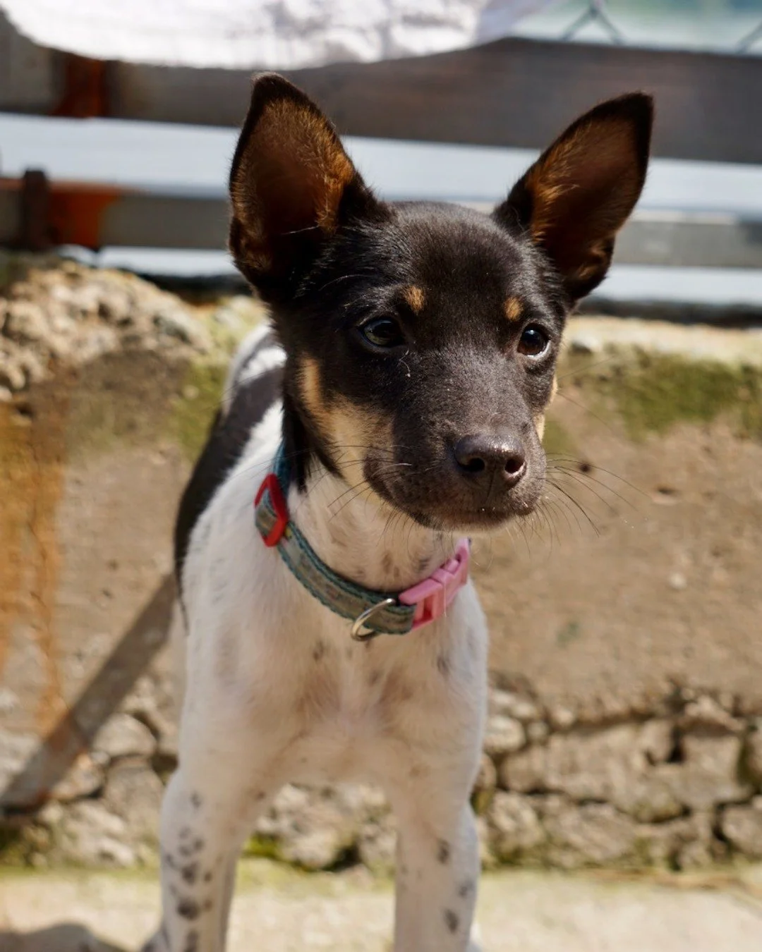 Meet Betty, a gentle little girl with so much love to give.

Born around August 2025, Betty&rsquo;s journey began when she and her four siblings were dumped at our partner vet clinic. Despite this, she has remained sweet, trusting, and full of affect