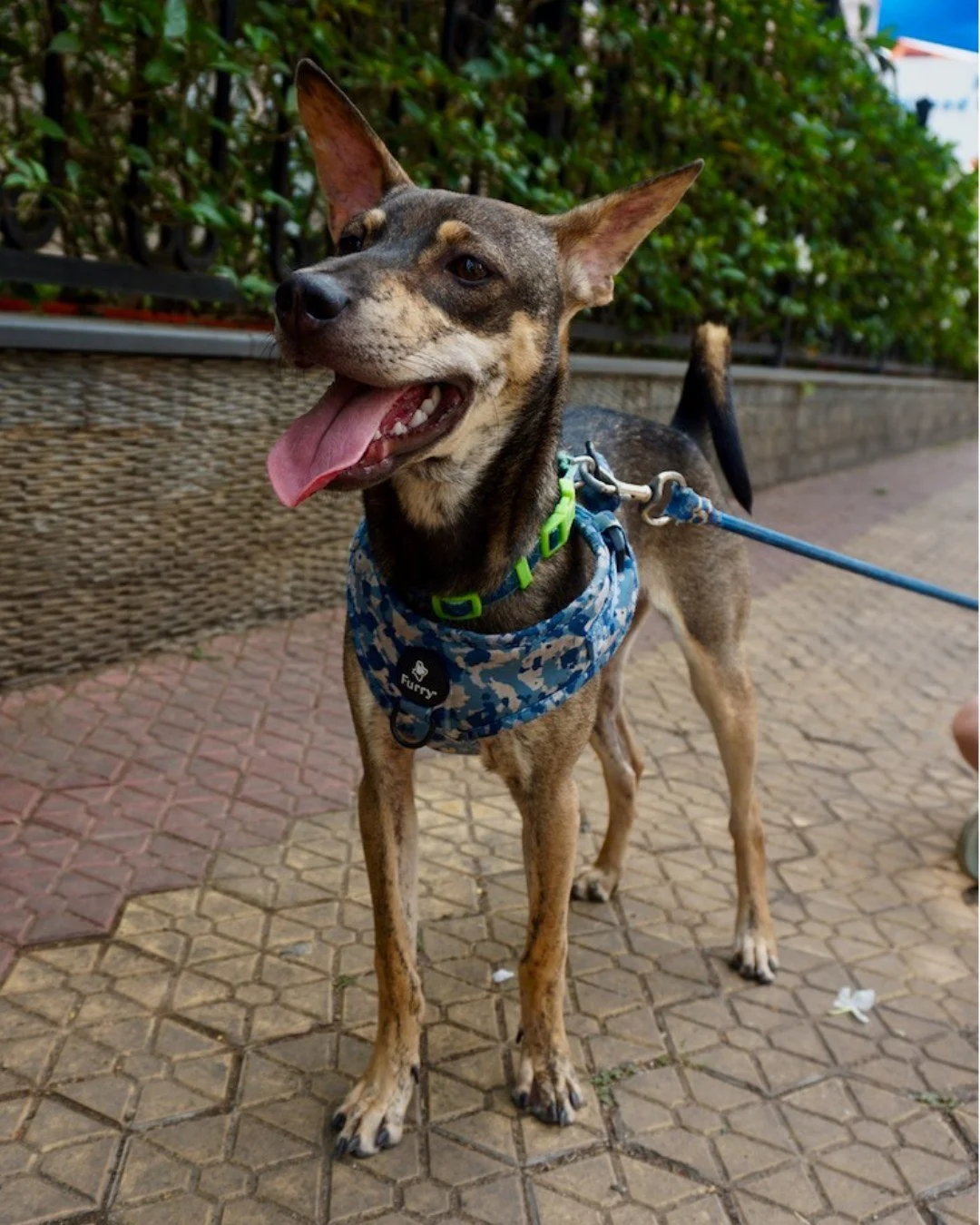 (Re) Meet Hazel, a free-spirited girl with so much love to give.

Born around September&ndash;October 2024, Hazel&rsquo;s journey began under a bridge, where she and her siblings were abandoned. Thanks to a kind supporter, she was brought to safety, 