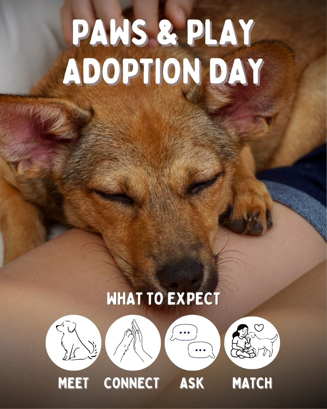 Paws &amp; Play Adoption Day! 🐾
Sunday 15th &bull; 10AM&ndash;12PM &bull; @bigbamboo.vn

Thinking about adopting but not sure what to expect? 

Here&rsquo;s how Paws &amp; Play works:
1. Come meet all the dogs in person
�2. Spend time getting to kno
