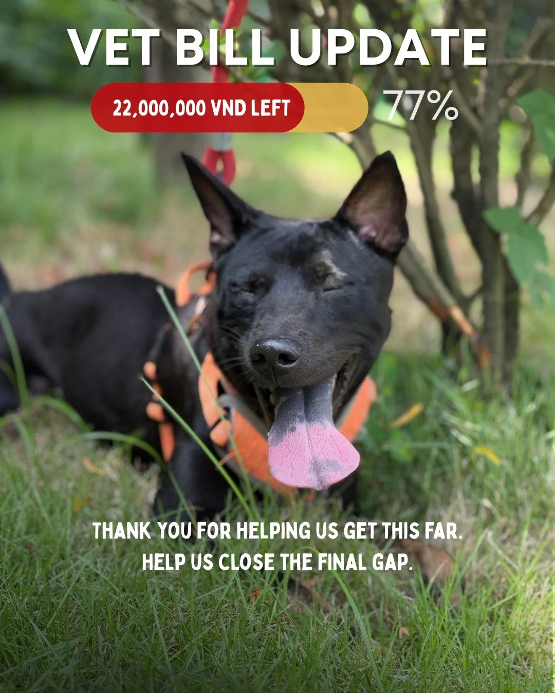 Vet Bill Update 💛

Because of your support, we are now 77% of the way to closing our vet bill.

While we&rsquo;ve been working to close this bill from the end of last year, our rescue work hasn&rsquo;t stopped. We are still providing medical care fo