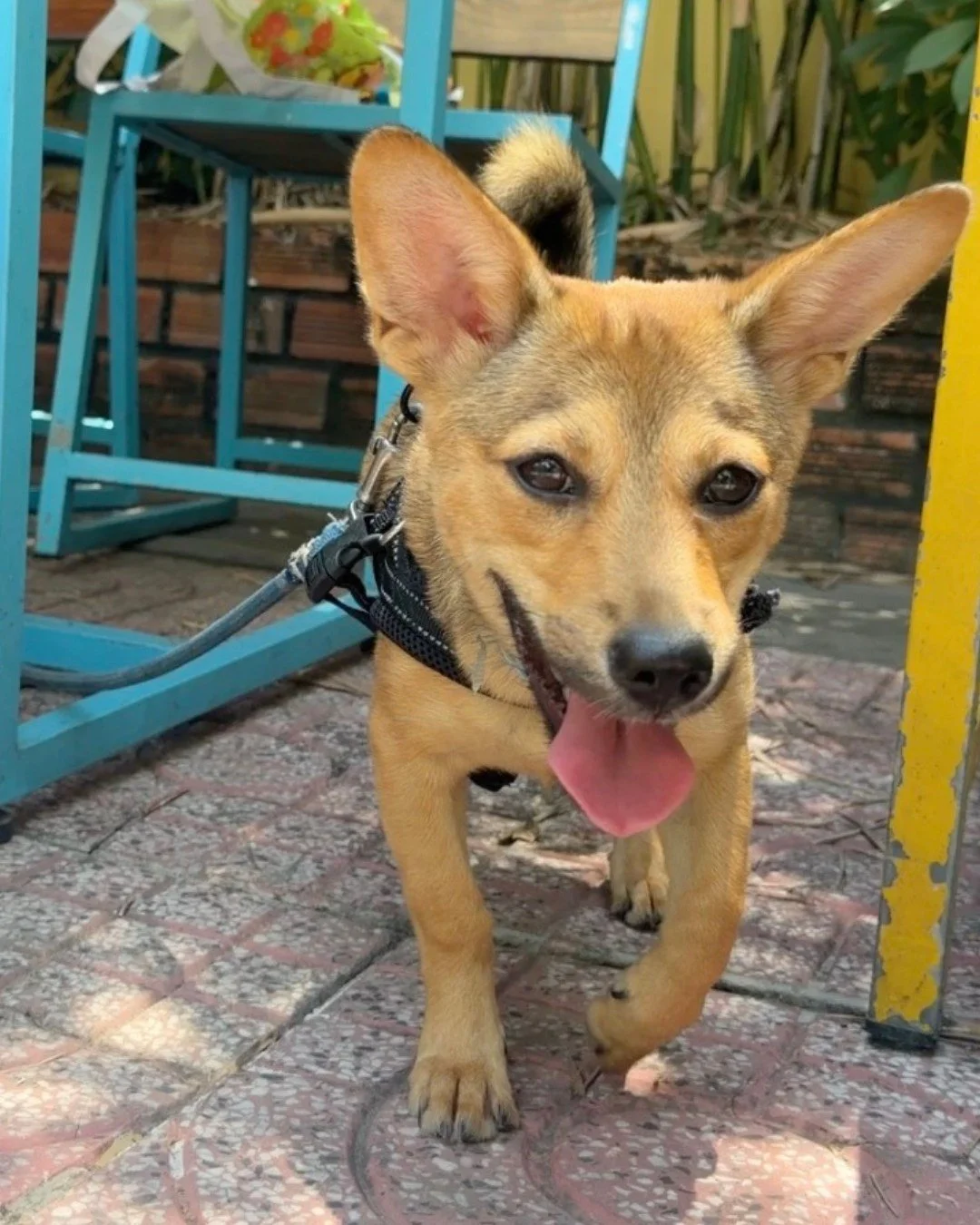 Meet Buffy, a resilient little girl with a bright future ahead of her - and ears for days.

Born around early September 2025, Buffy&rsquo;s story began at a gas station where her brave mama gave birth to five puppies. When we arrived, only Buffy rema