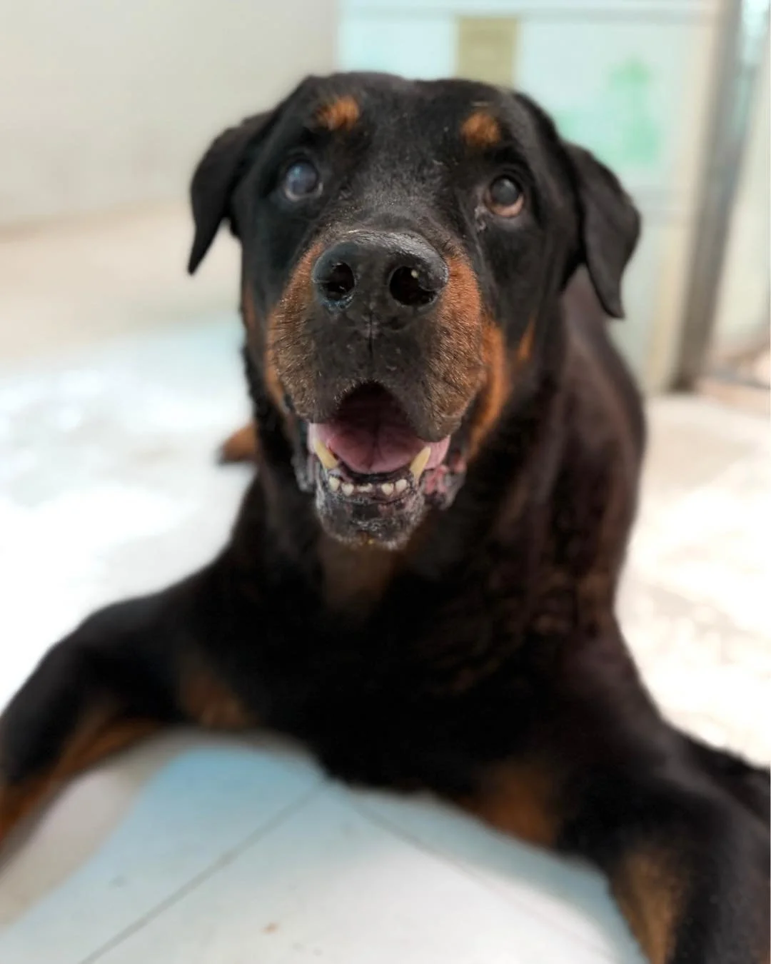 Apollo 💛 🌈

We were able to give him the quality of life he truly deserved in his retirement.

He lost weight, got back out on walks, and finally got to enjoy them again - leading the way through Thao Dien, stopping to say hello to all his favourit