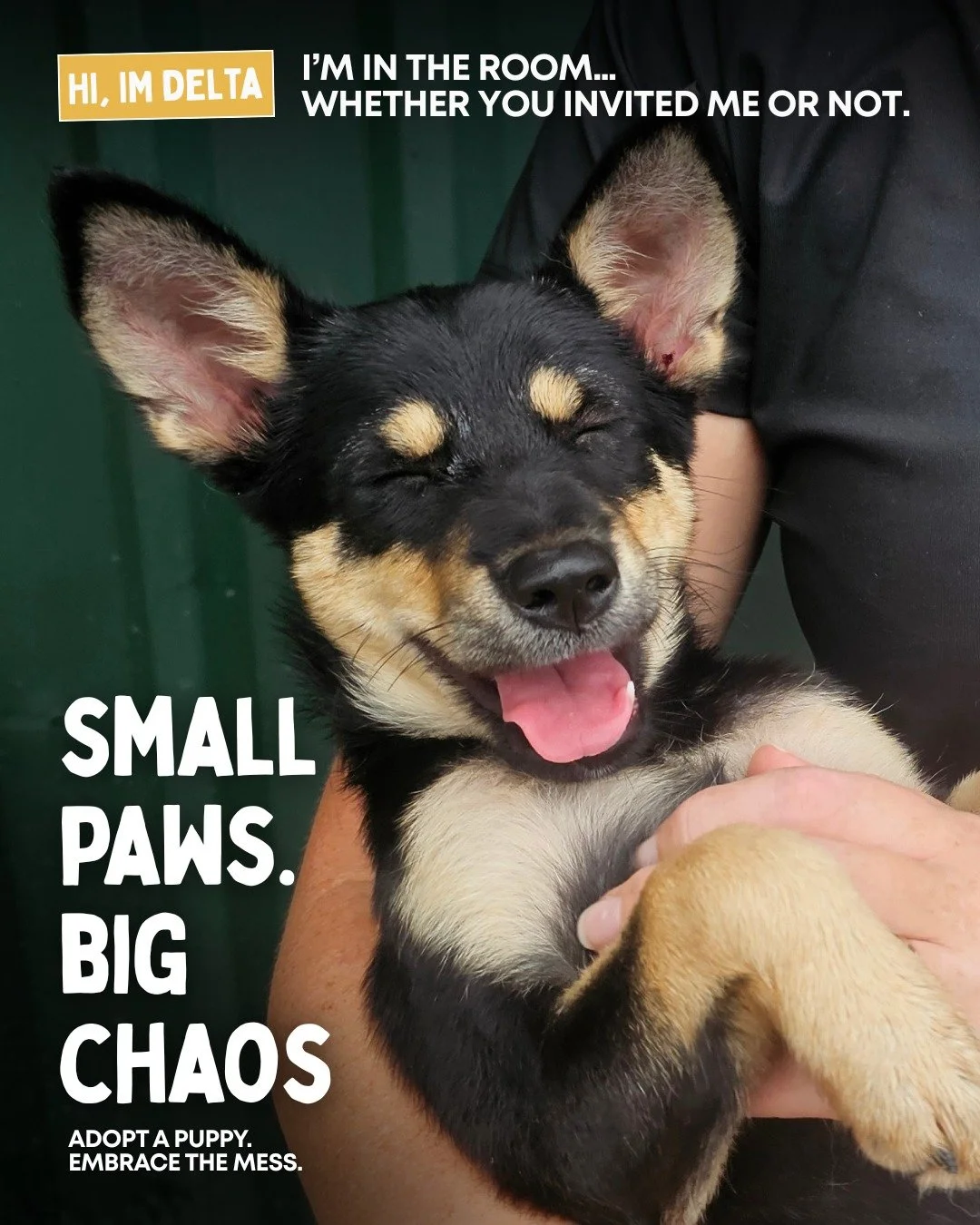 Don&rsquo;t let the size fool you. 
Adopt a Puppy. Embrace the Chaos.

Check out our puppies on our website 👉 (link in BIO)

#AdoptDontShop #AdoptAPuppy #RescuePuppy #PuppyChaos #SmallPawsBigChaos #RescueDogs #DogAdoption #AdoptLove #PuppyEnergy #Fo