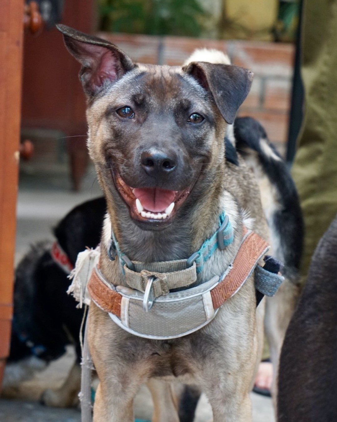 Meet Shaq, a young pup whose story began with an unexpected start and a promise to give him a better future.

Born in the compound where one of our beloved female dogs lives, Shaq came into the world just before we were able to have his mom sterilize