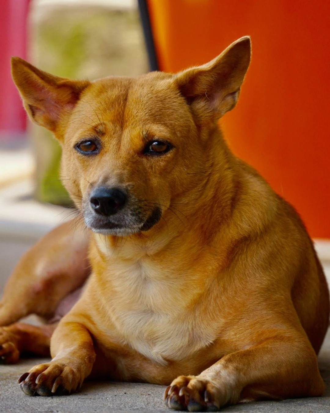 Sometimes it&rsquo;s not about time. Sometimes it&rsquo;s just about feeling safe 💛

The same dog, the same moment, just a little more relaxed, a little more themselves.

This is who they really are once they feel comfortable&hellip; and it&rsquo;s 