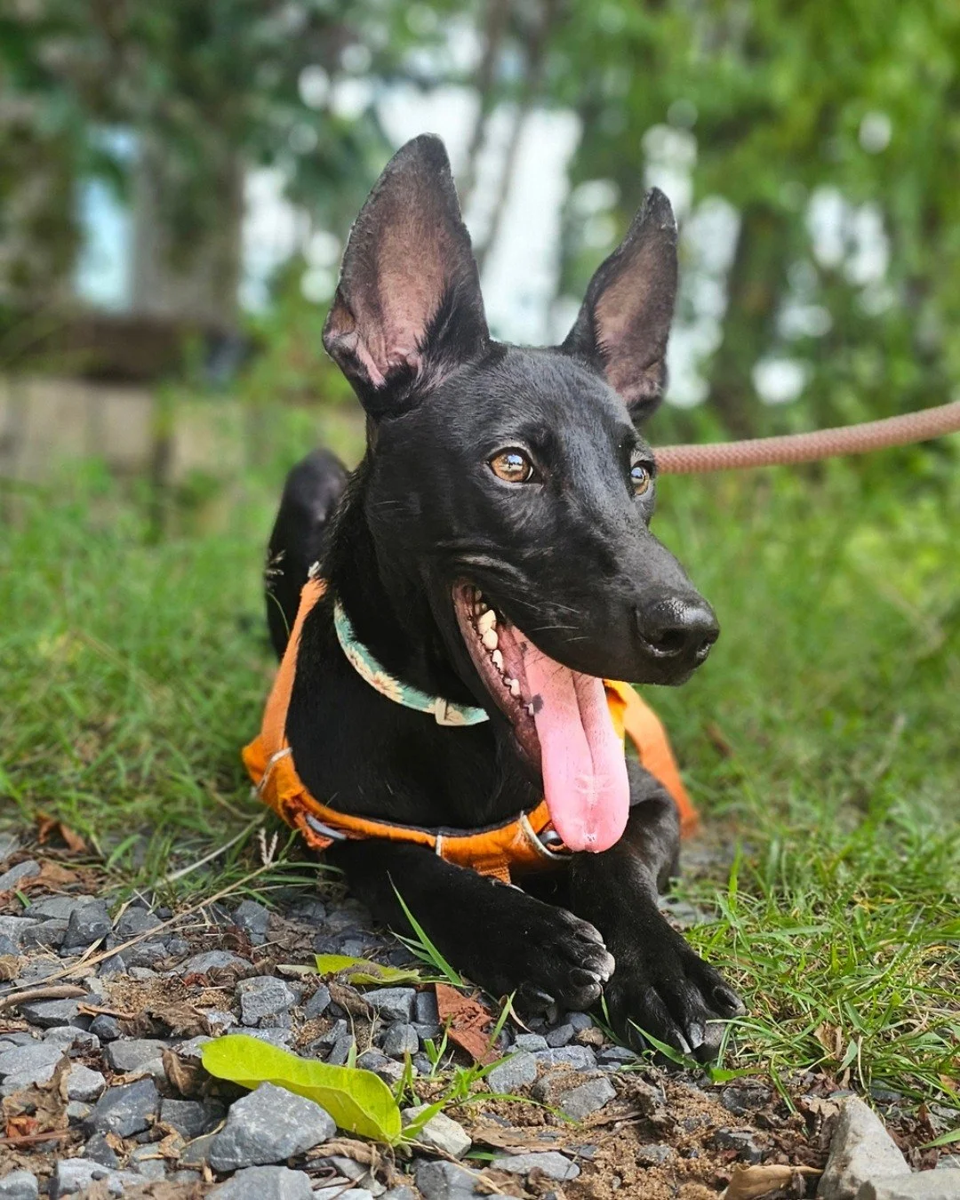 Meet Banjo, a gentle boy with a quiet spirit and so much love to give.

Born around January 2025, Banjo&rsquo;s journey began in heartbreaking circumstances when he was rescued from the dog meat trade. Thanks to the kindness of an overseas supporter 