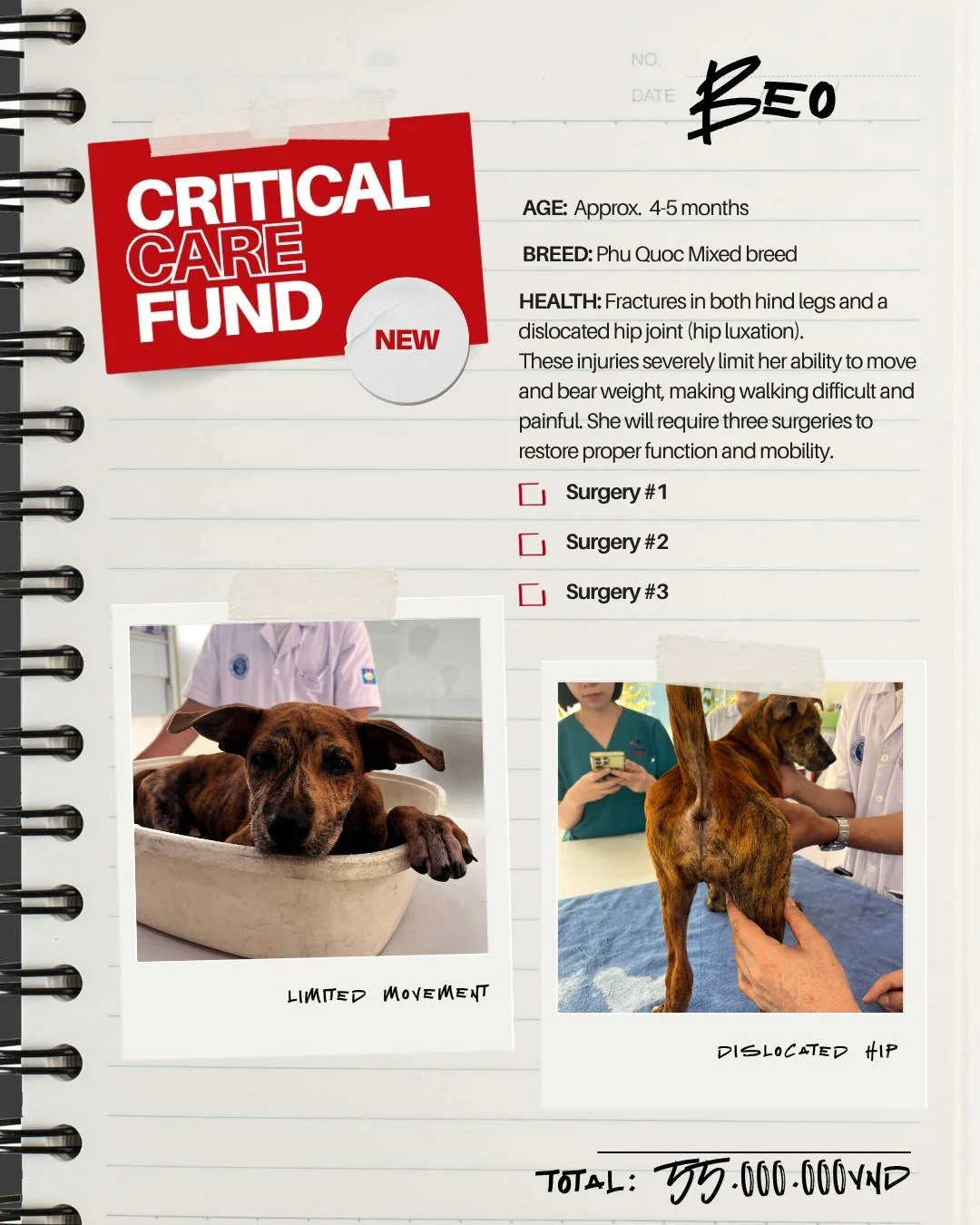 Introducing the Critical Care Fund and Case #001: Beo. 🐾

Beo is a 4&ndash;5 month old puppy rescued with fractures in both hind legs and a dislocated hip. She needs three surgeries to walk again.

The Critical Care Fund means we said yes to her tre