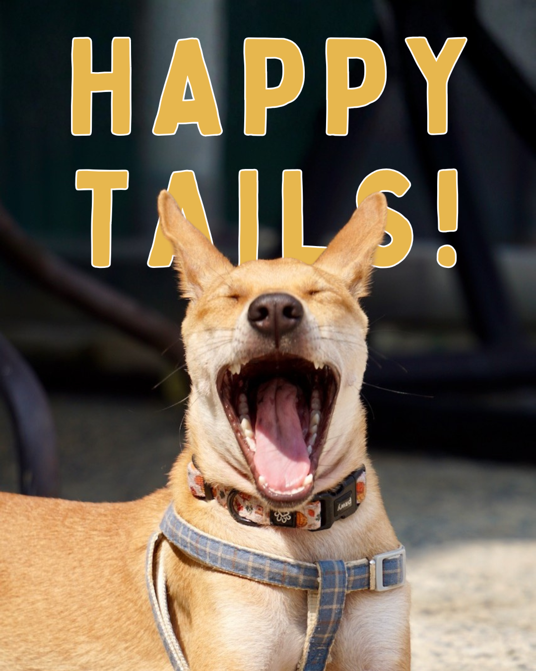 March Happy Tails 